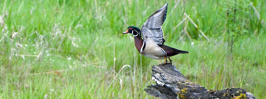 Bird in a wetland