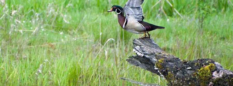 Bird in a wetland in Delaware