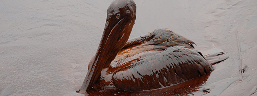 Oiled pelican