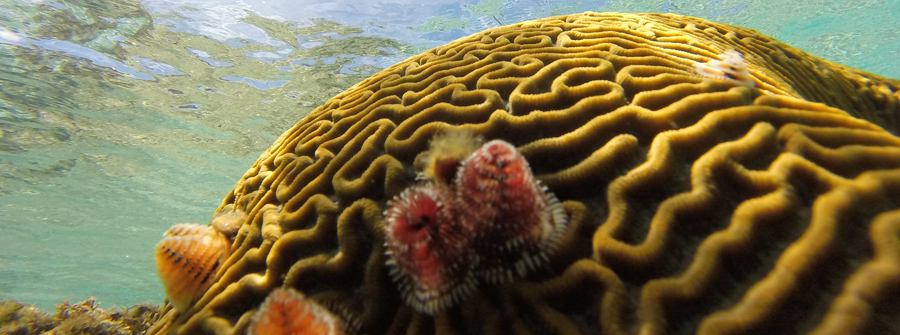 Brain coral